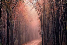 南非代表团射箭选手表现出色，力压对手进入四强